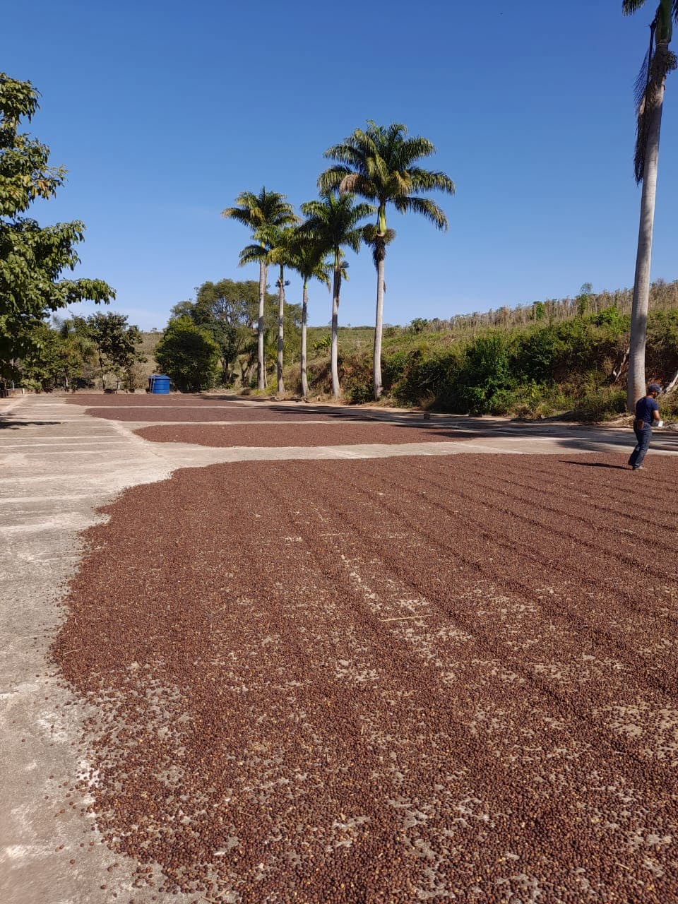 Café Vulcânico, variedade produzida em Botelhos-MG é exportado para o Japão