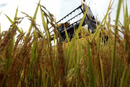 mercado do arroz