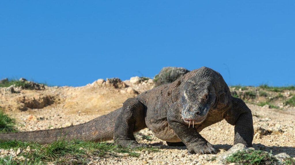 Vídeo inédito mostra Dragão de Komodo atacando Javali