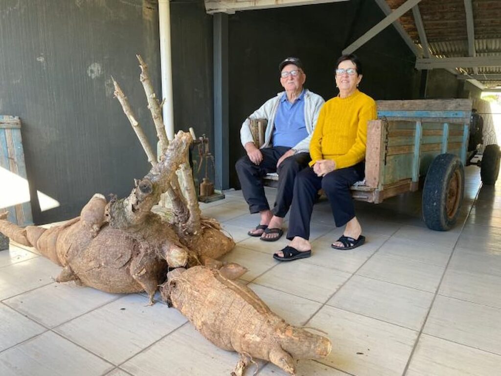 Casal colhe mandioca gigante de 112kg em SC