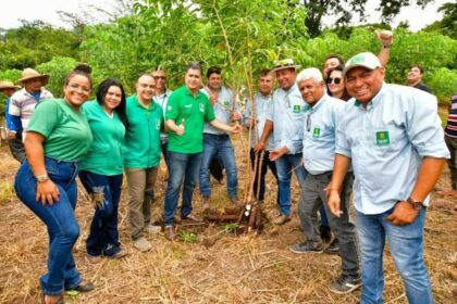 Producao De Mandioca Em Cuiaba Agronews