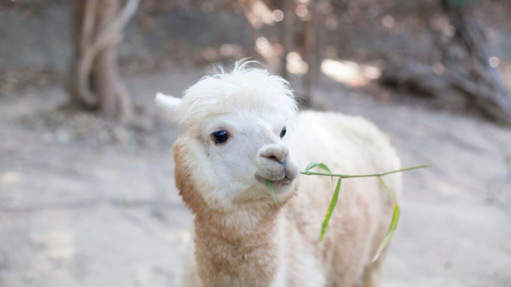 Vicunha, o animal sul-americano com a lã mais cara do mundo