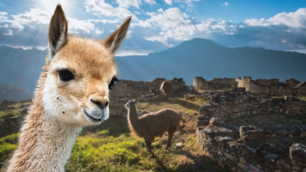 Vicunha, o animal sul-americano com a lã mais cara do mundo