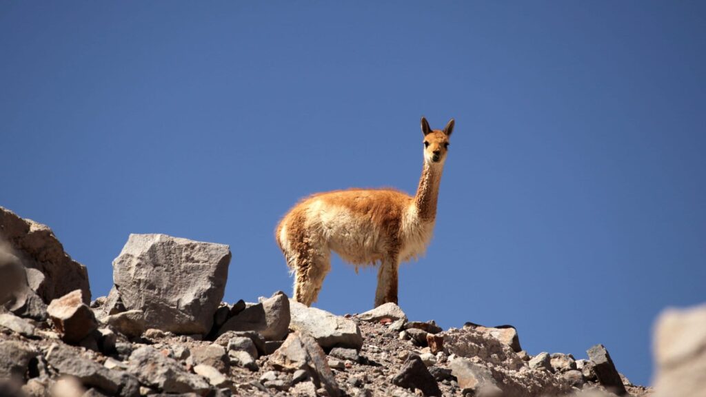 Vicunha, o animal sul-americano com a lã mais cara do mundo