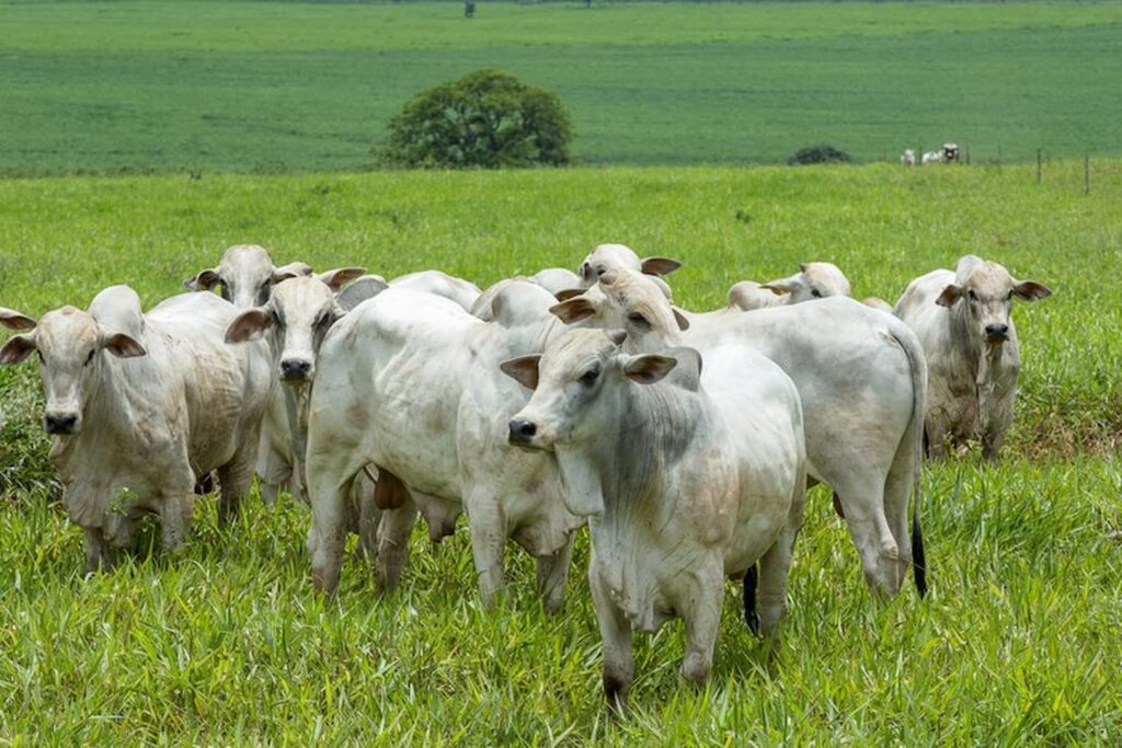 vacinação febre aftosa