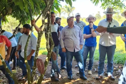 Cacau Em Mato Grosso Agricultura Familiar.jpg