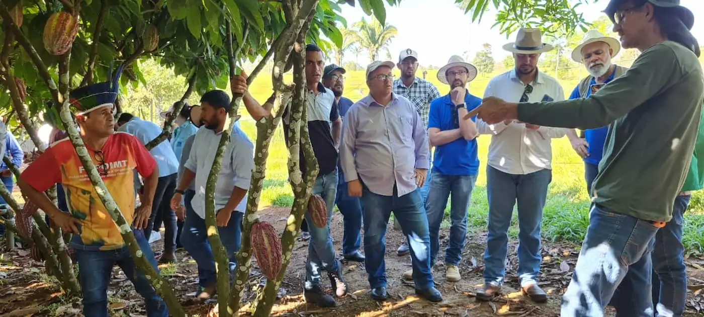 Cacau Em Mato Grosso Agricultura Familiar.jpg