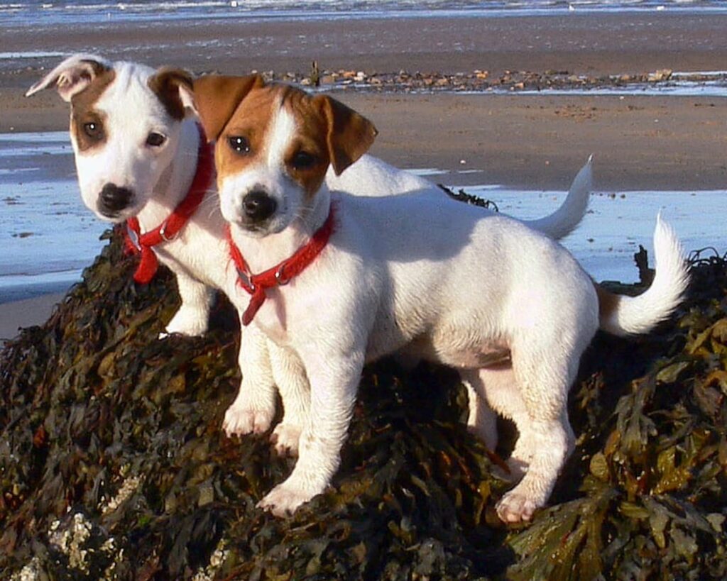 jack russell