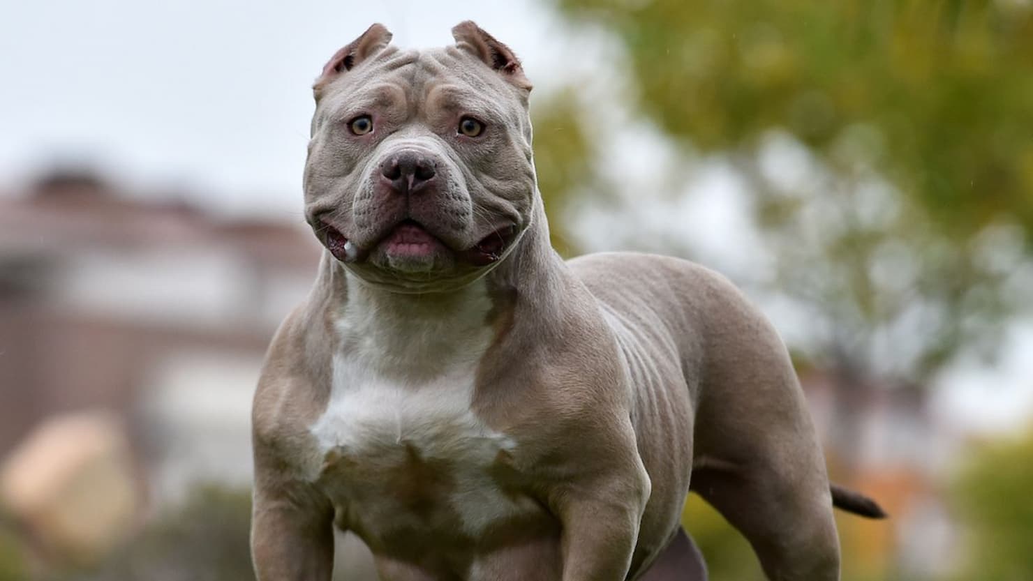 american bully