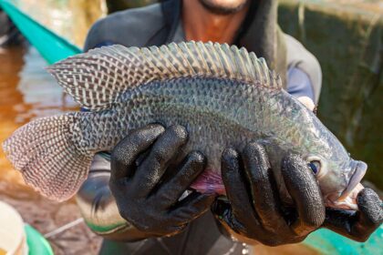 Tilapia piscicultura