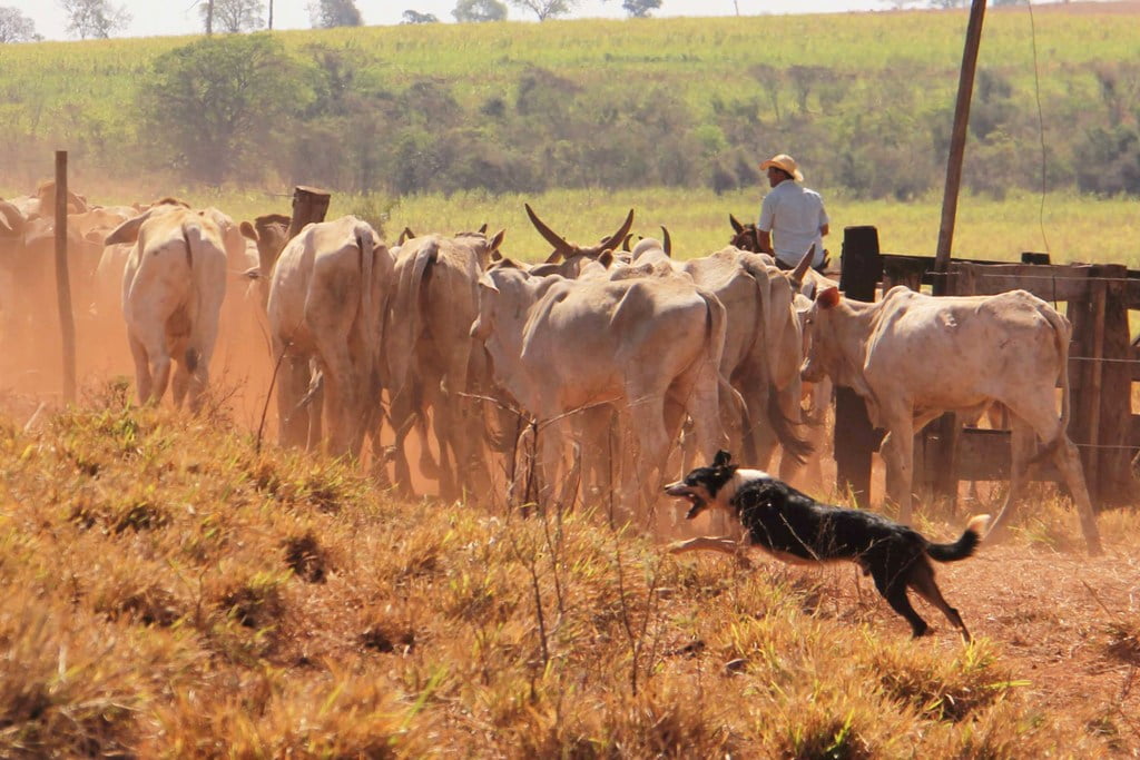 pastor A contribuição dos cães de pastoreio na lida do campo (5)