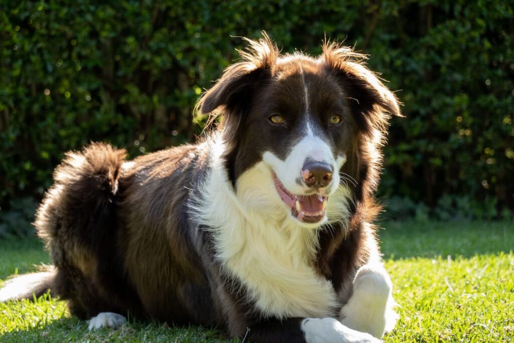 Border Collie