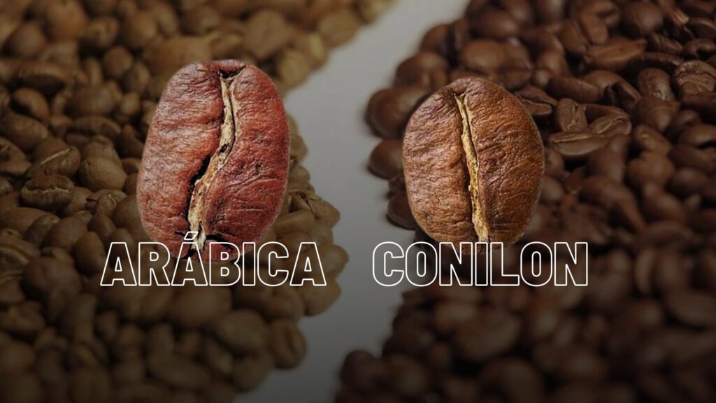 Cafe Arabica X Conilon Saiba A Diferenca Entre Eles Agronews