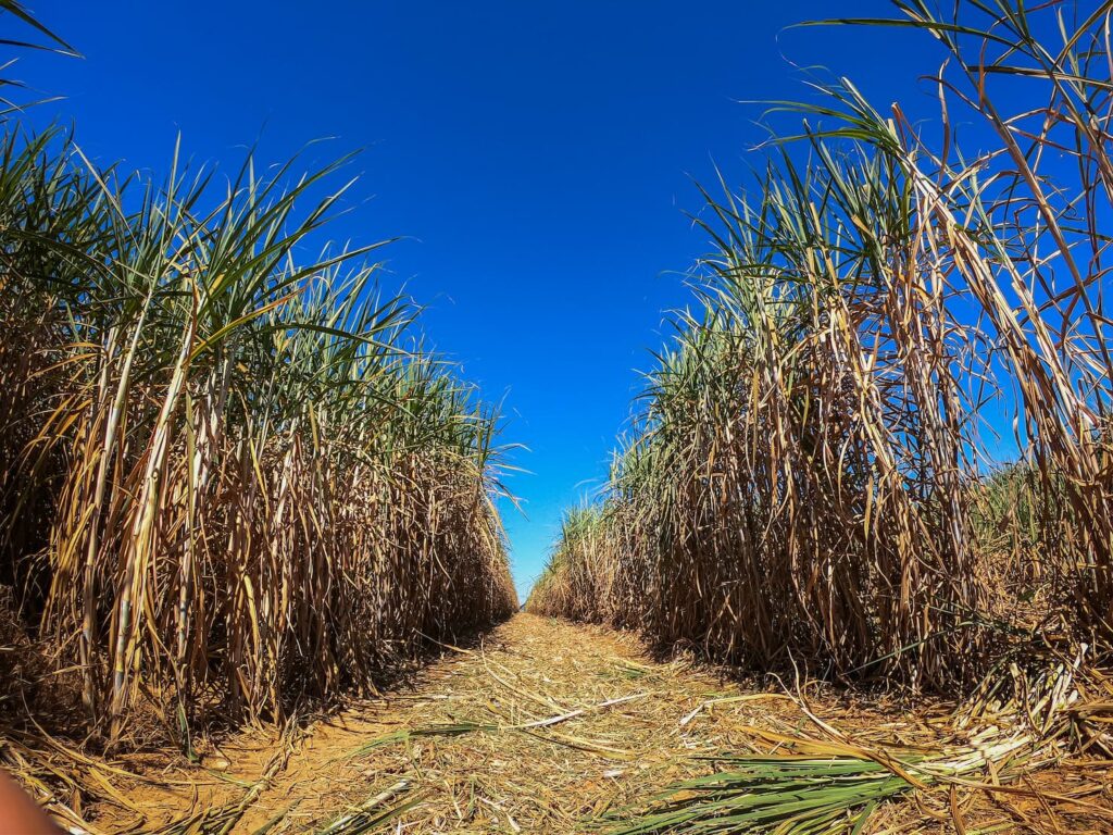 açúcar agro