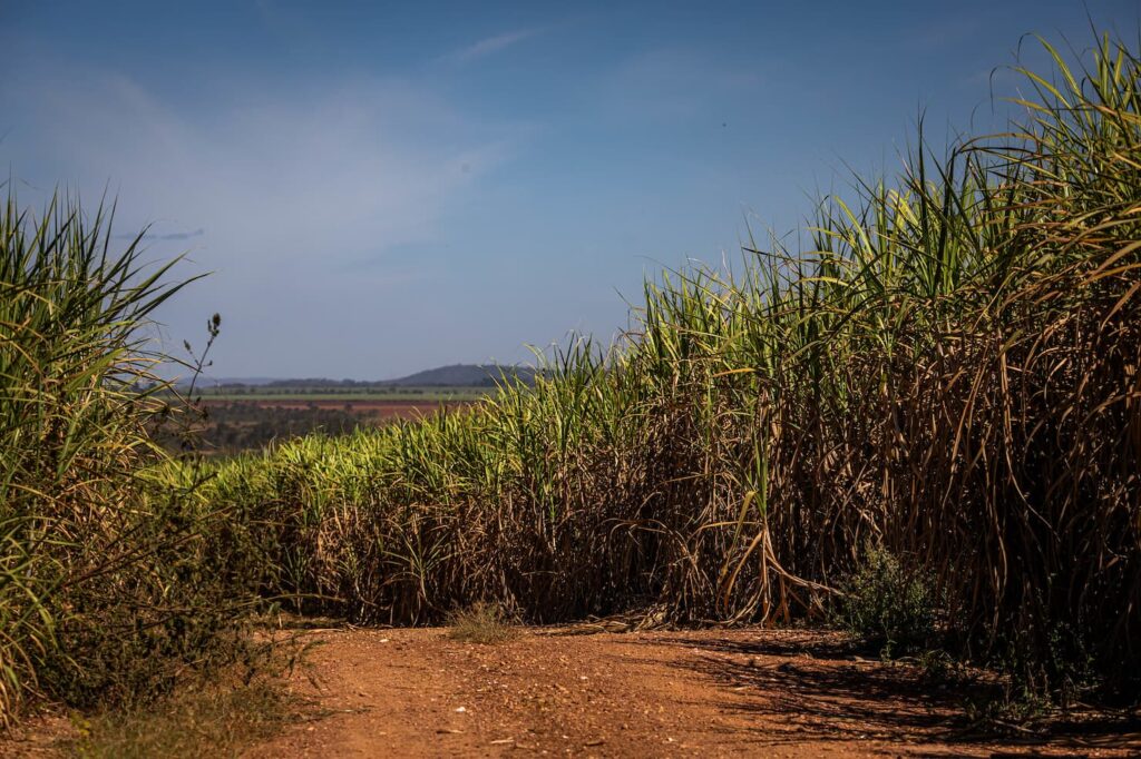 cana-de-açúcar