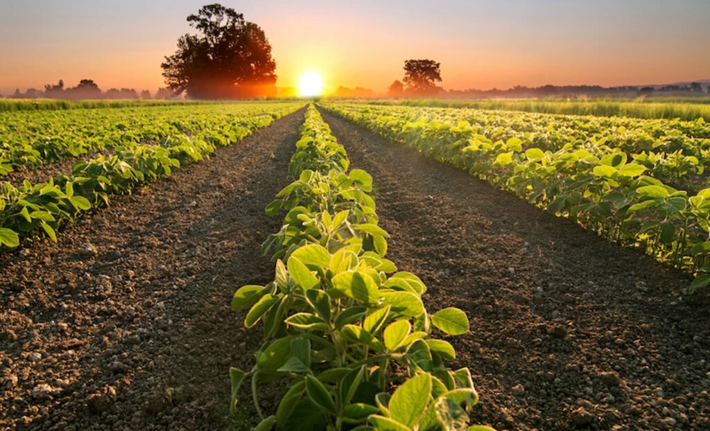 Gigantes do agro apostam em fertilizantes sustentáveis