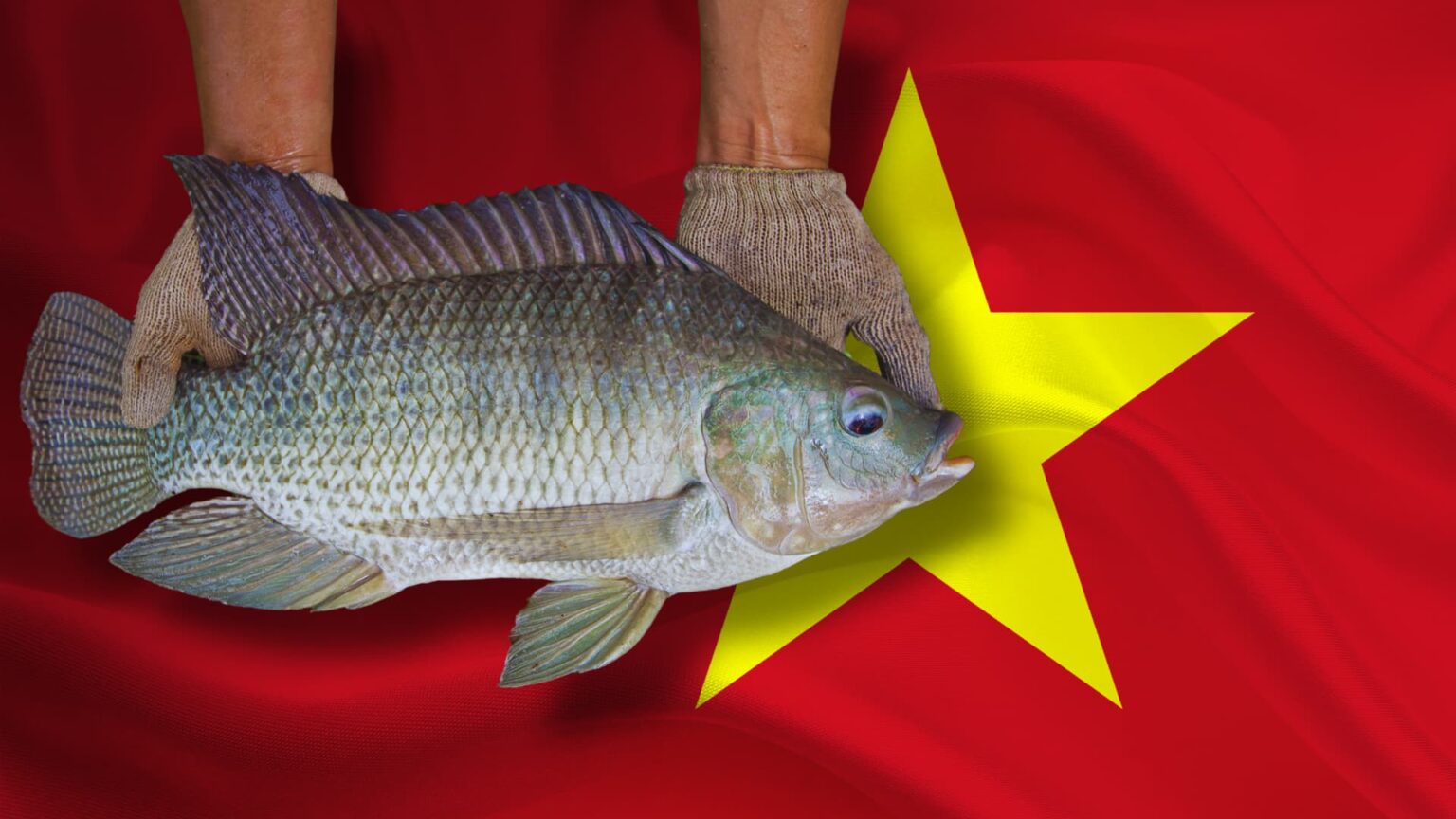 Tilapia Do Vietna