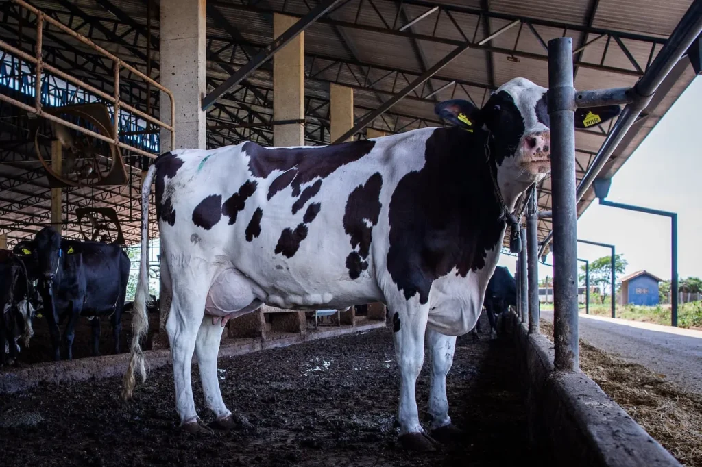 pecuária de leite agrodefesa pecuária leiteira