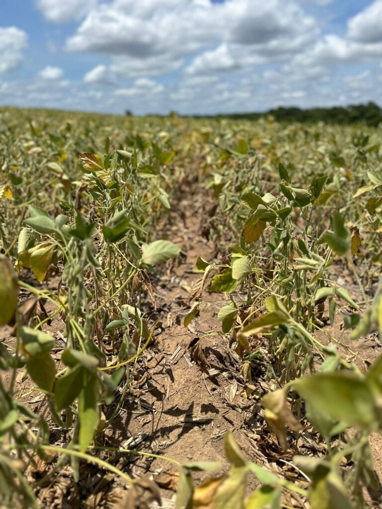 Agricultor de MT perde 600ha de soja e faz novo alerta sobre estimativa de safra