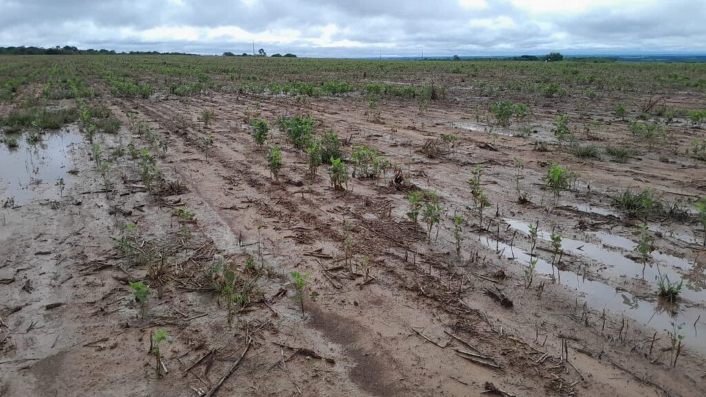 Pres. da Aprosoja Brasil estima "grande quebra" na produção