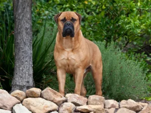 Bullmastiff Cachorro