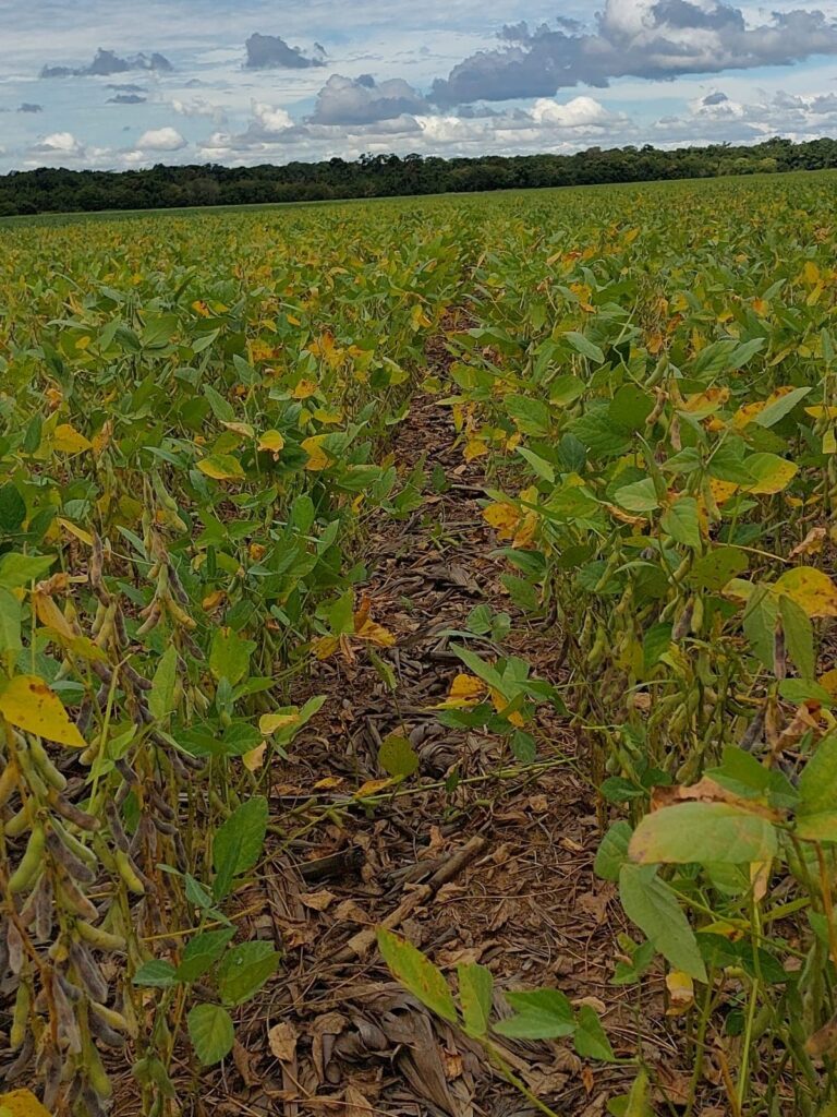 Situação piora em MT, Diamantino estima 50% de perdas na próxima safra