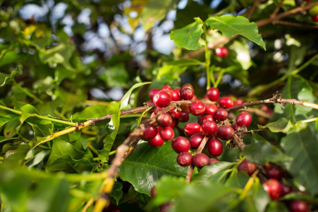 café agro em dados