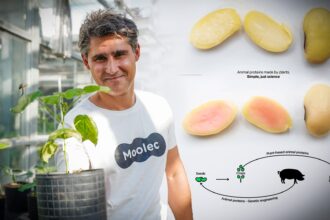 Startup Desenvolve Soja Mutante Com Dna De Porco Agronews