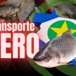 Transporte Zero Do Pescado Em MT