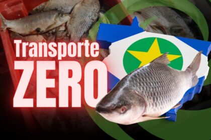 Transporte Zero Do Pescado Em MT