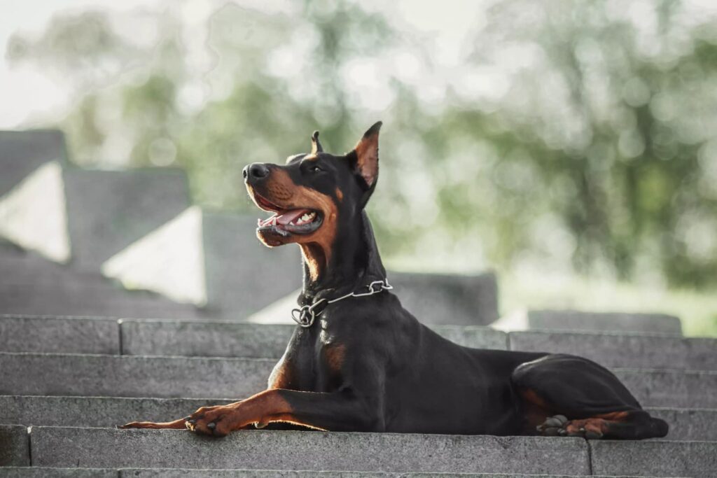 doberman cachorro gigamte