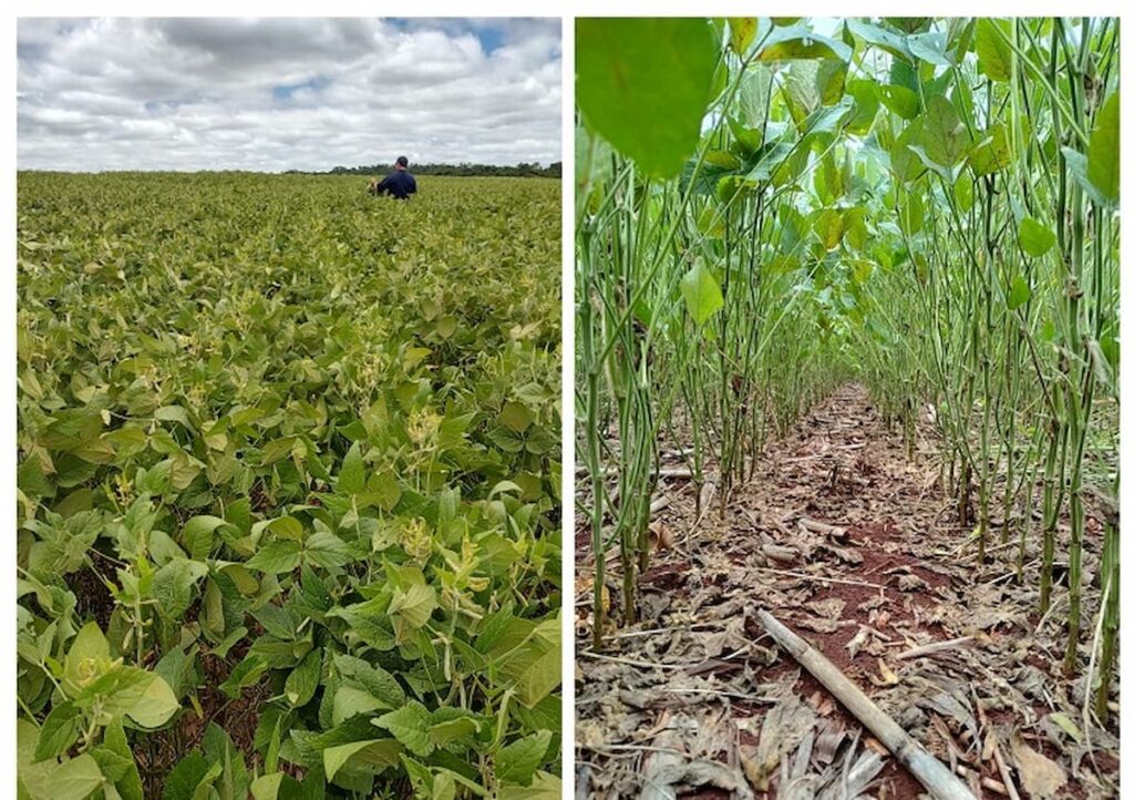 Norte do Paraná enfrenta abortamento da soja, perda da safra pode chegar a 100%