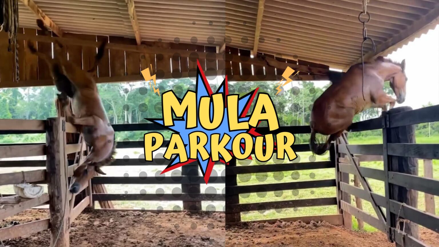 A Mula Parkour Agronews