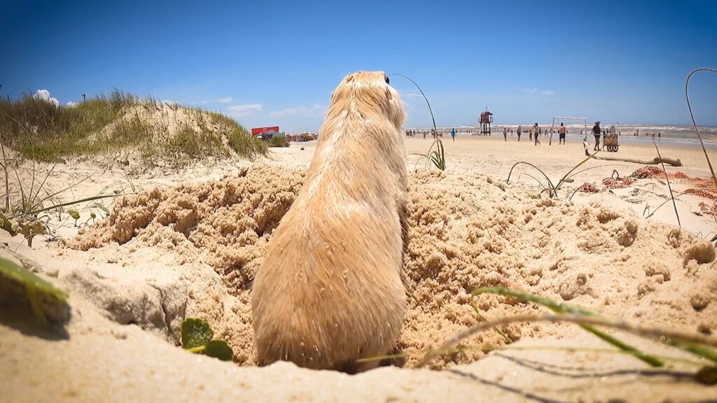 Tuco-tuco: Animal raro de pelos dourados é filmado no litoral do RS