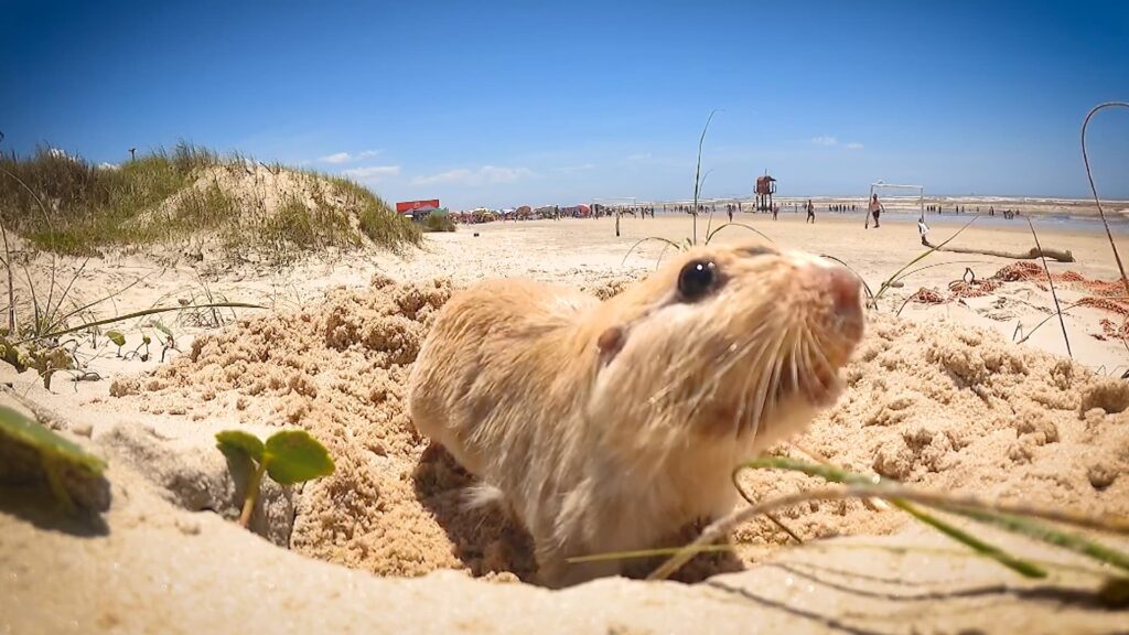 Tuco-tuco: Animal raro de pelos dourados é filmado no litoral do RS