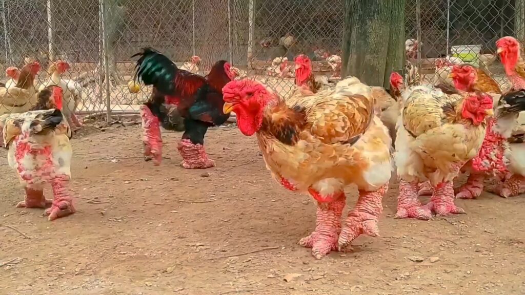 Dong Tao Chickens: As "Galinhas Dragão" do Vietnã