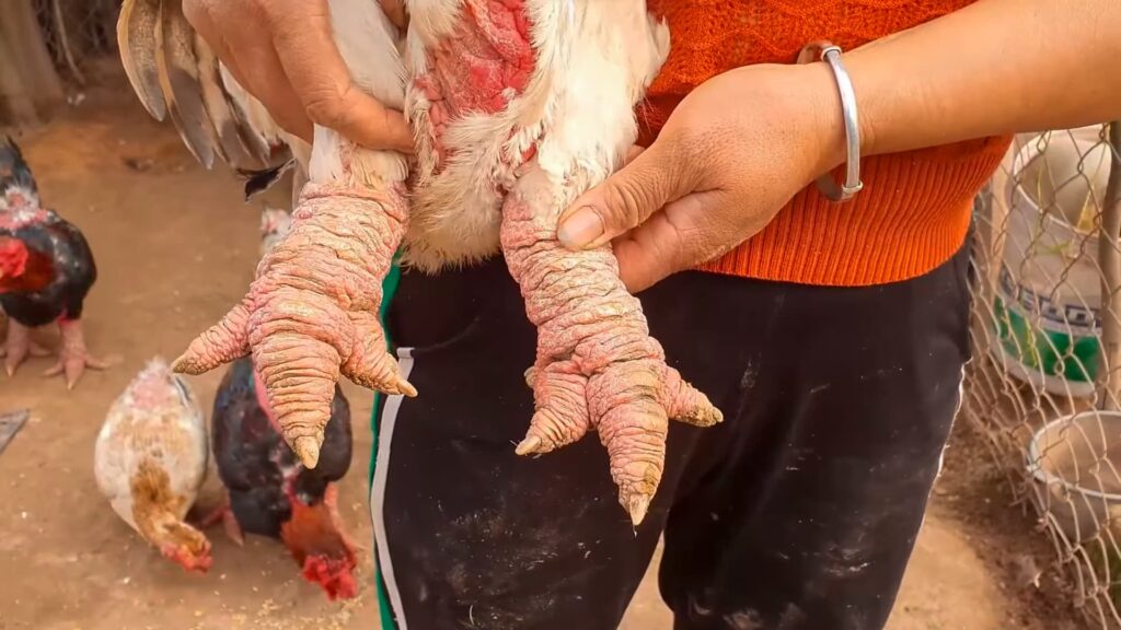 Dong Tao Chickens: As "Galinhas Dragão" do Vietnã