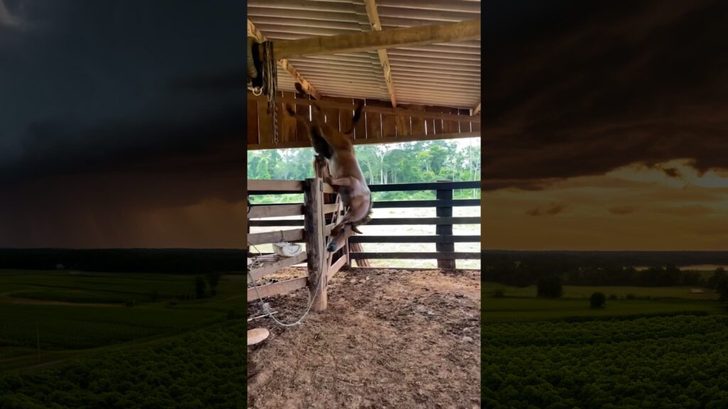 A "mula parkour" e a fuga épica que abalou as redes sociais