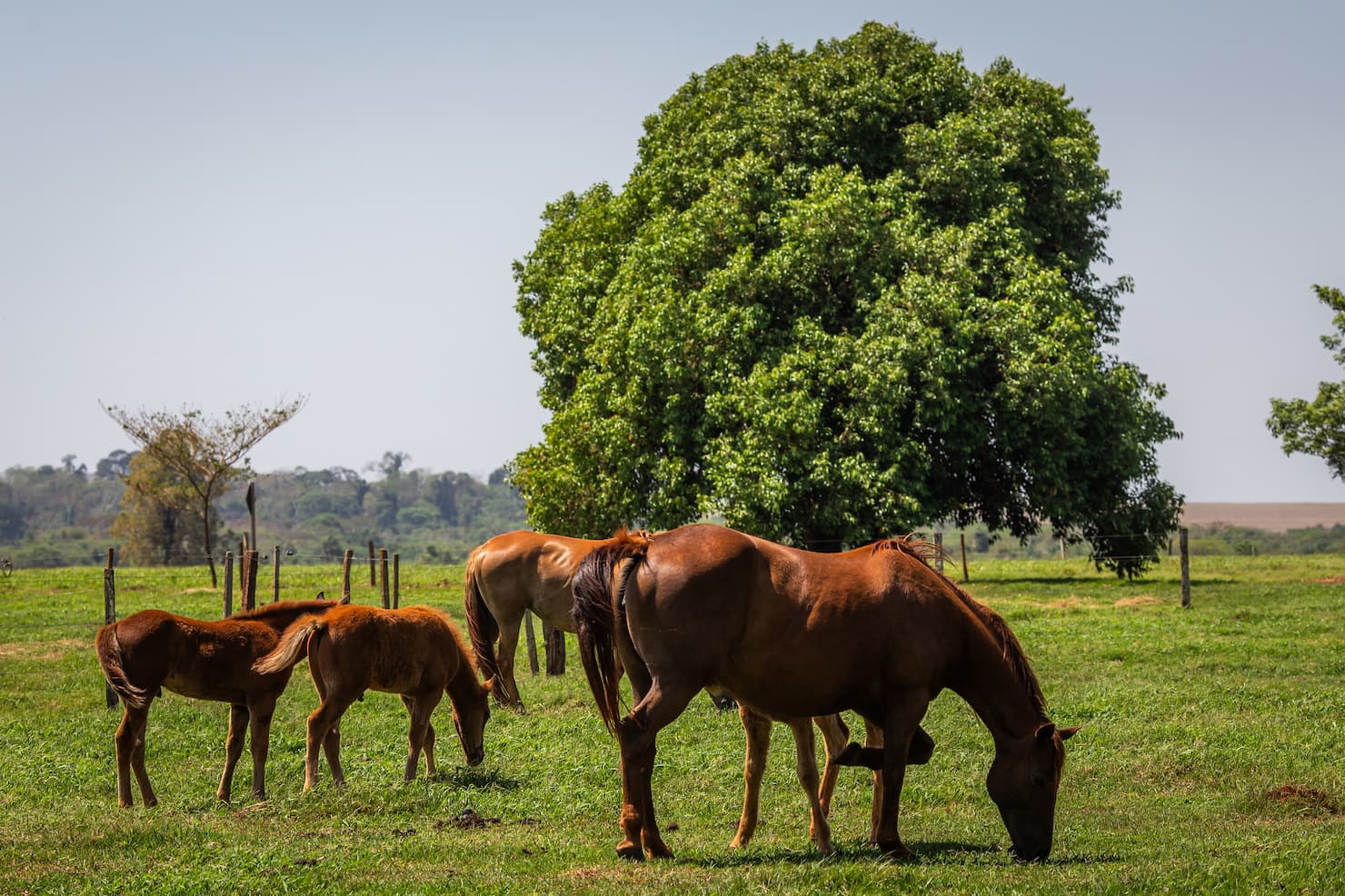 cavalo