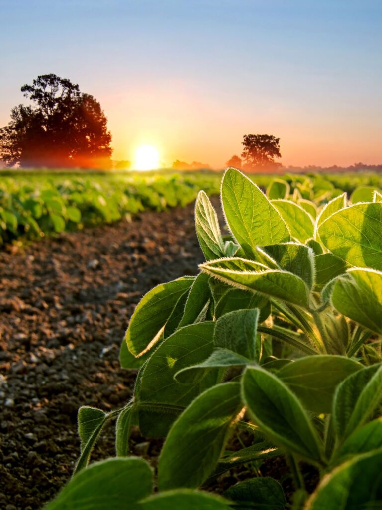 GT da Agricultura soja