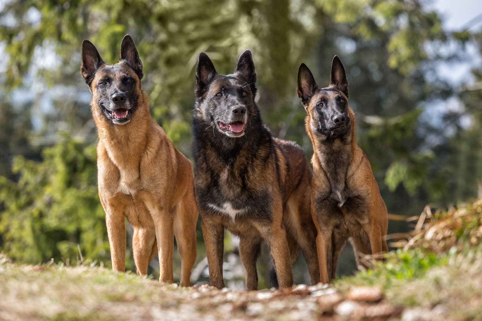 Vídeo mostra saltos inacreditáveis deste cachorro usado em guerras