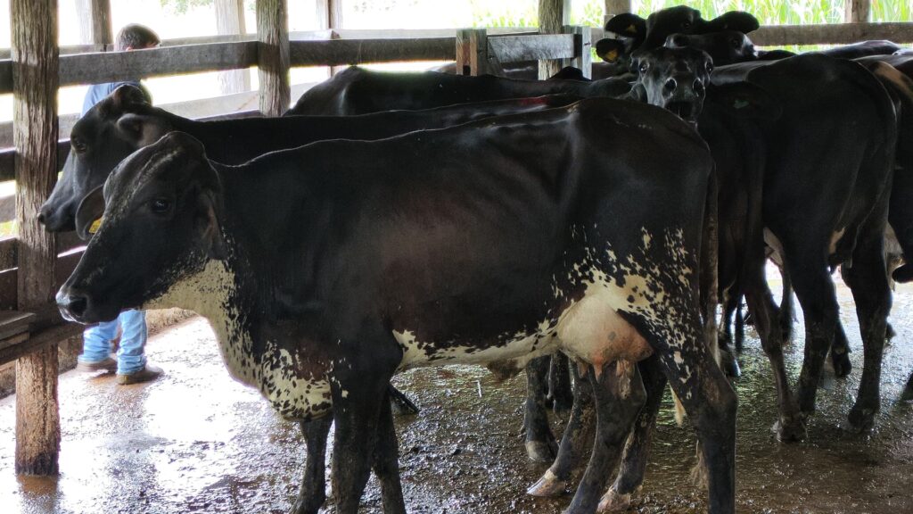 Família de produtores de leite em MT triplica produção com adoção de gado girolando