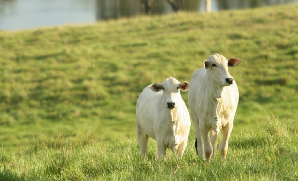 Mapa publica portaria para o processamento de produtos de origem animal segundo preceitos religiosos