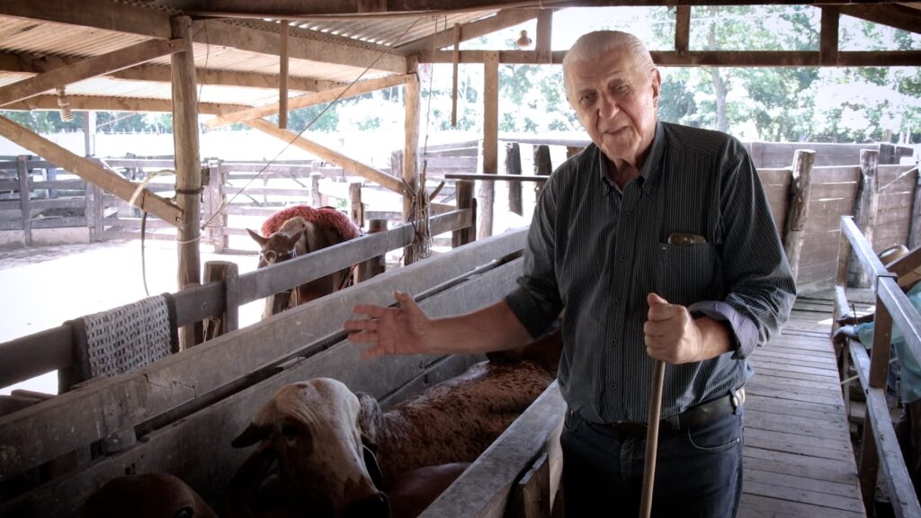 Criador prepara 2000 novilhas Girolando para atender mercado mato-grossense