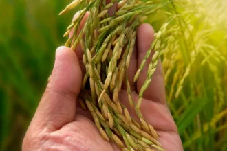 mercado do arroz