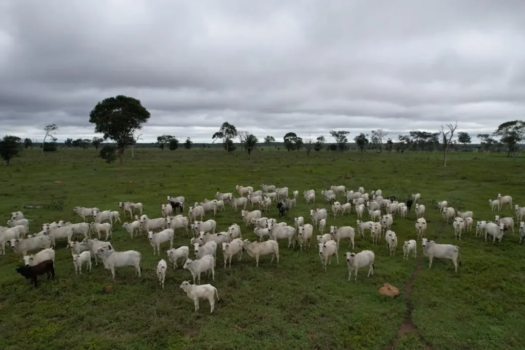 Mato Grosso prorroga prazo para vacinação contra brucelose