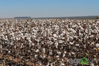 algodão mato grosso