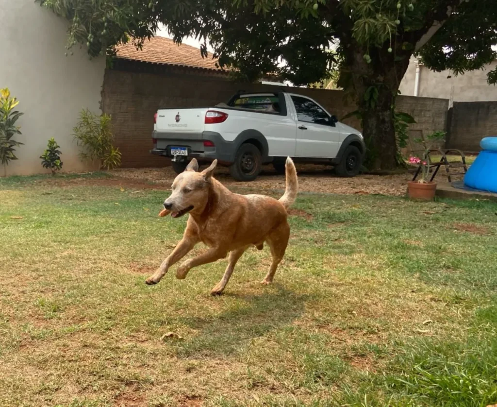 cachorro red heeler trovão