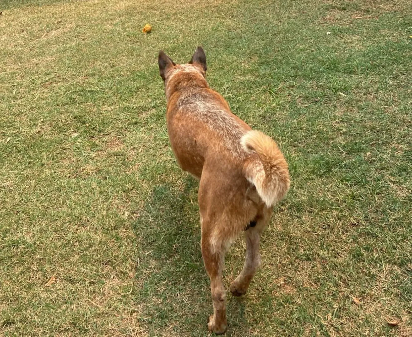 Red Heller Cão Boiadeiro