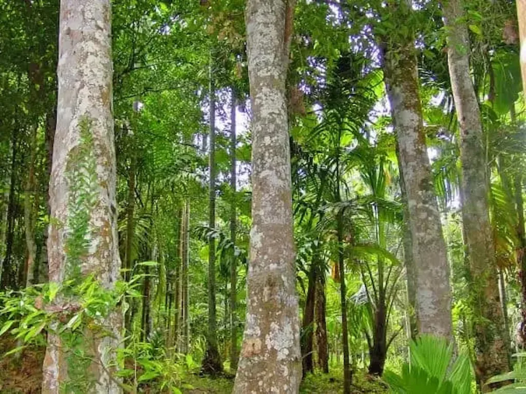 A MADEIRA DOS DEUSES: Agarwood, o tesouro perfumado MAIS CARO QUE OURO